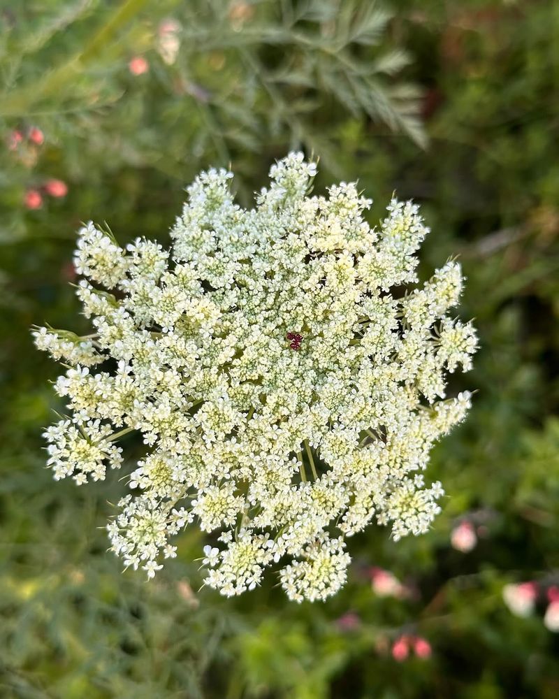 Queen Anne's Lace