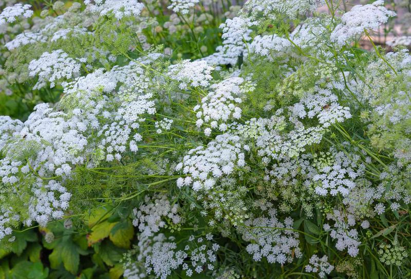 Queen Anne's Lace