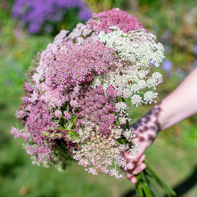 Queen Anne's Lace