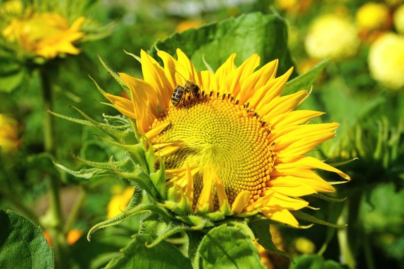 Sunflowers