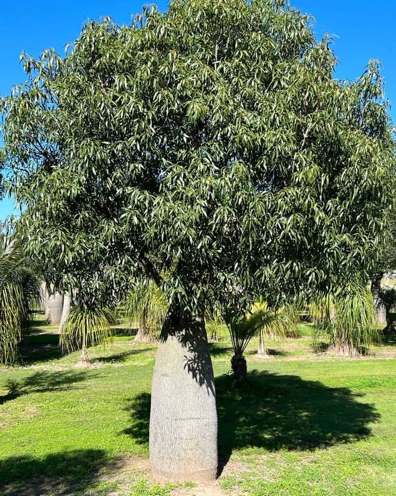 Queensland Bottle Tree