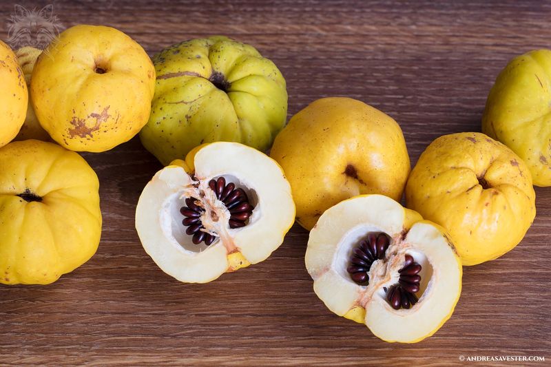 Quince Seeds