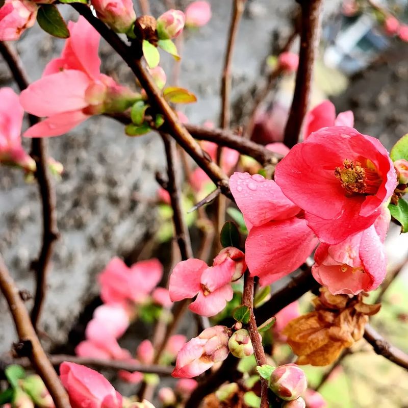 Quince Shrub