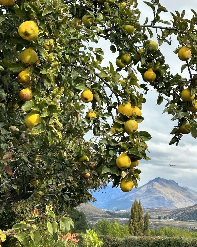 Quince Tree