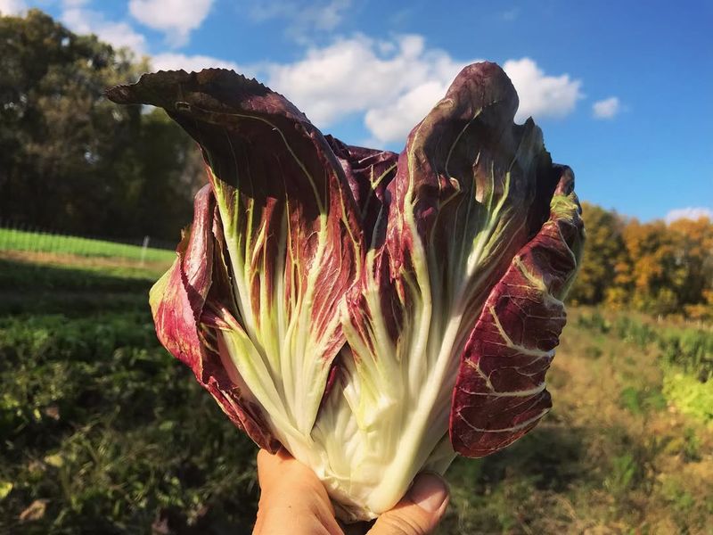 Radicchio