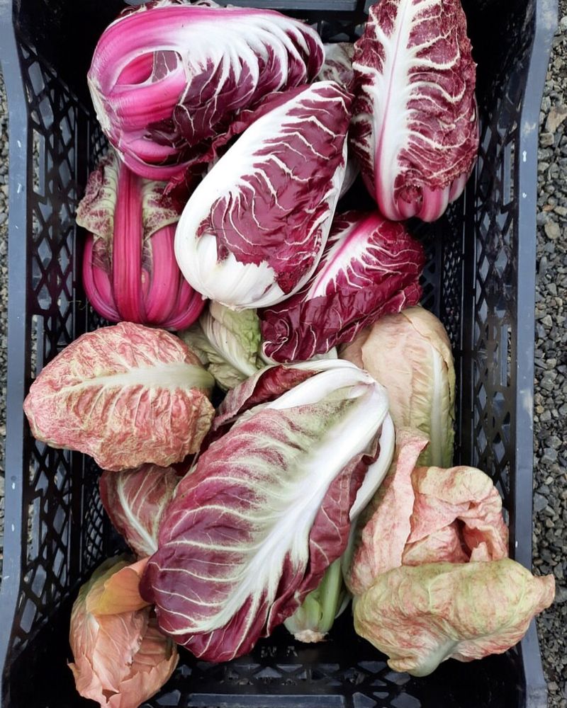 Radicchio Root