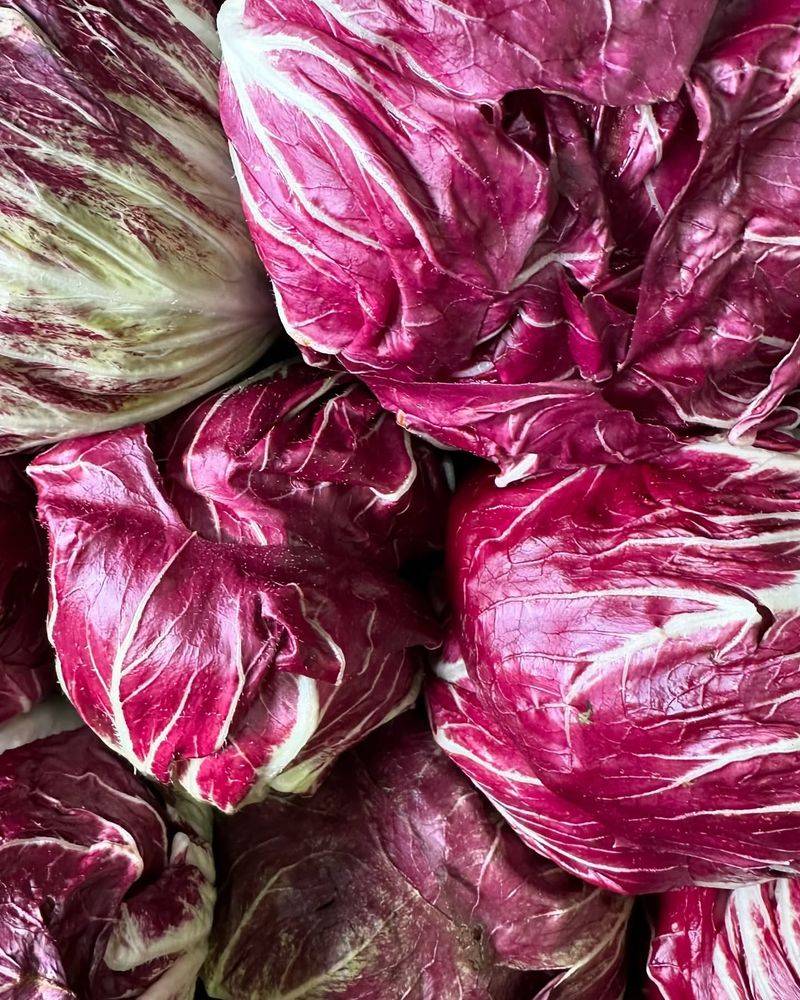 Radicchio