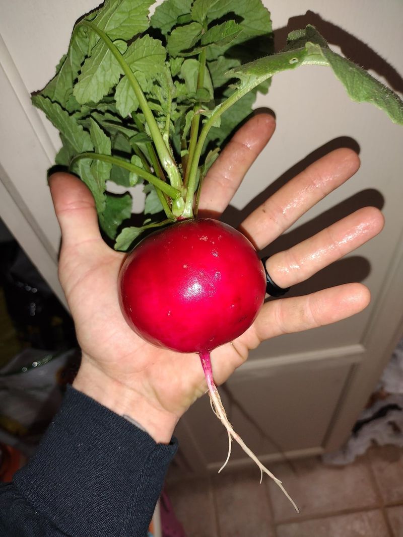 Radish