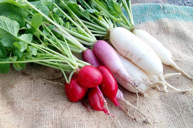 Radish Tops