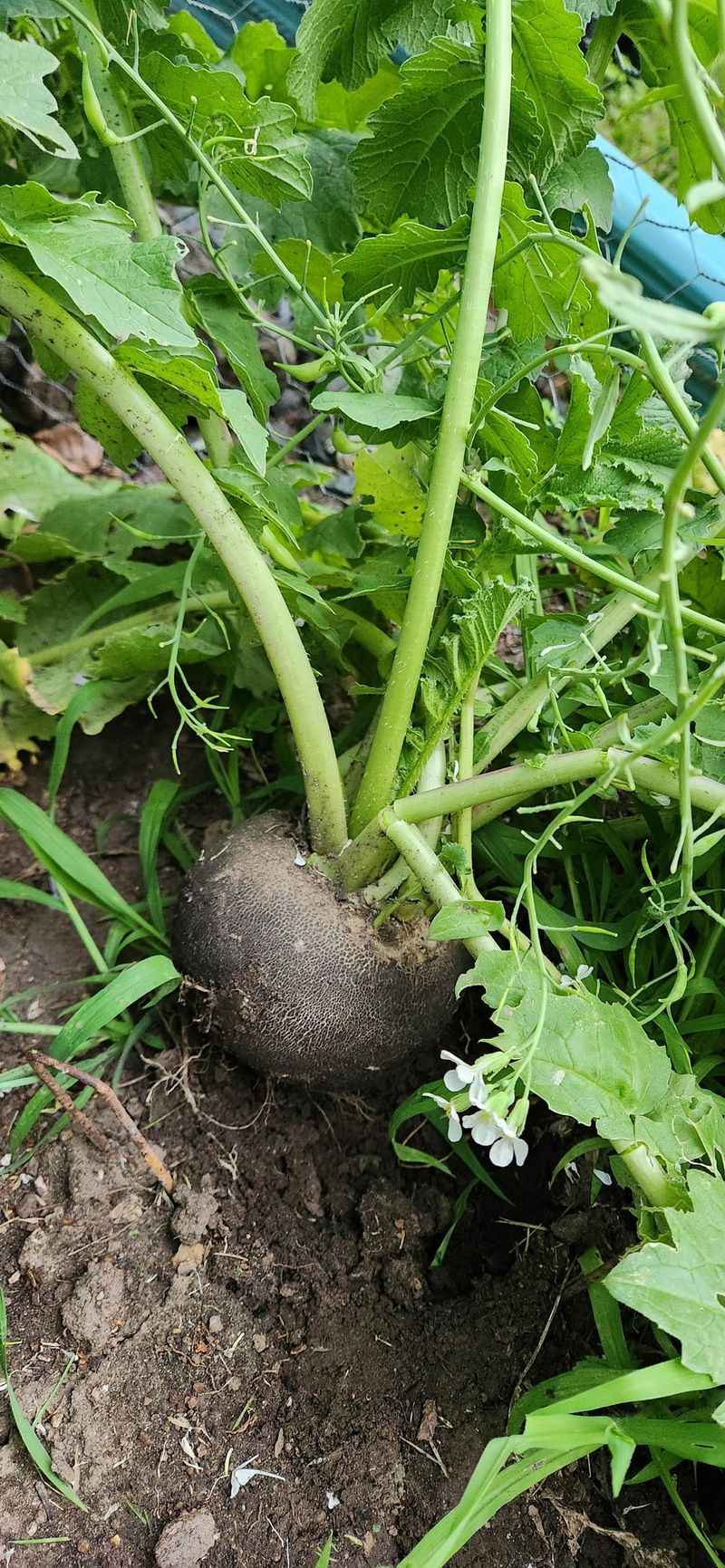 Radish