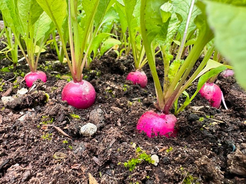 Radishes