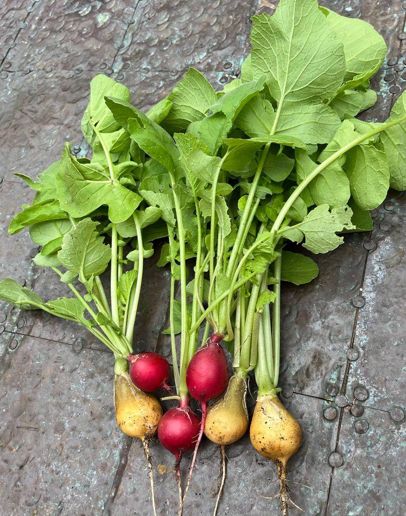 Radishes