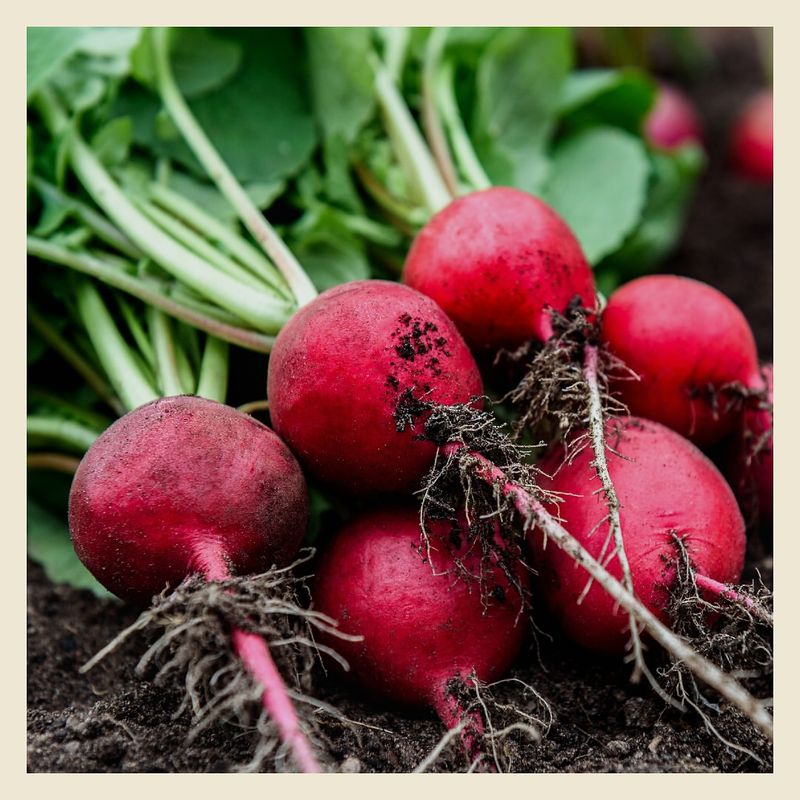 Radishes