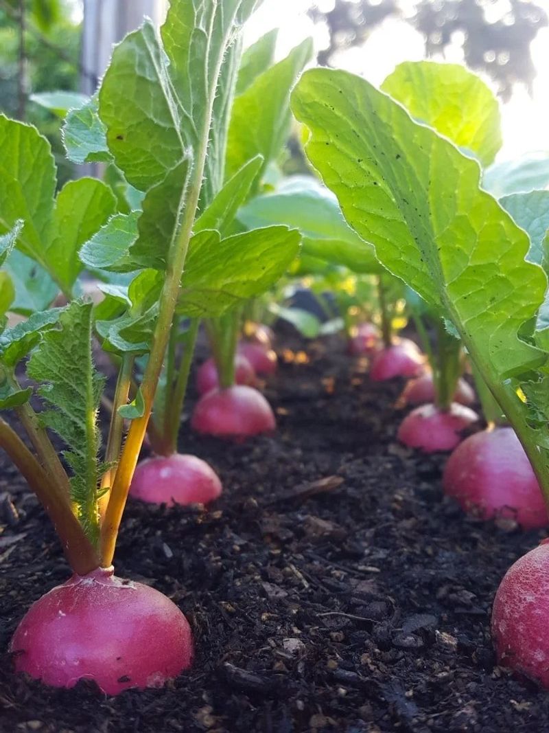 Radishes