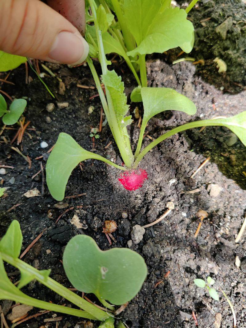 Radishes