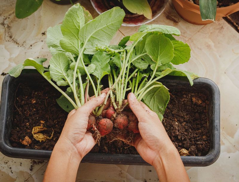 Radishes