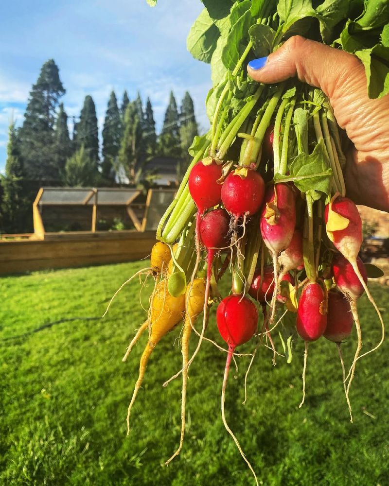 Radishes