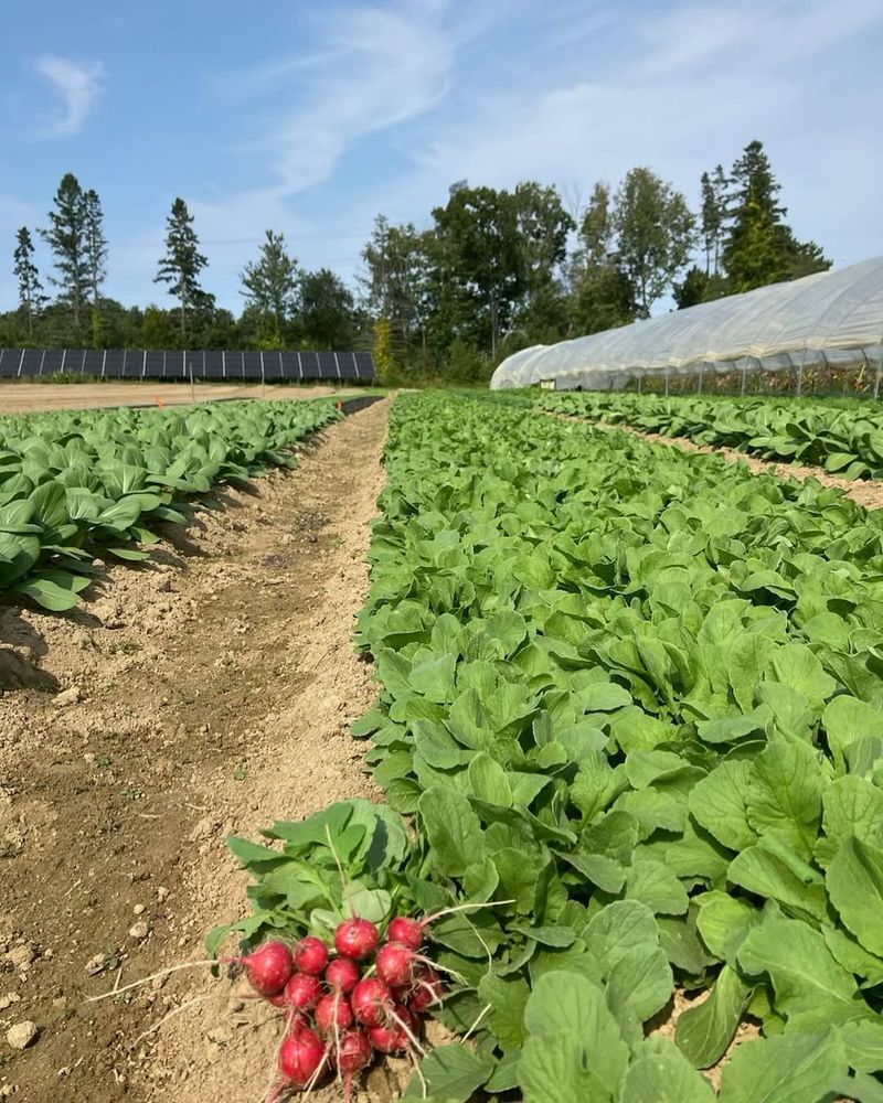 Radishes