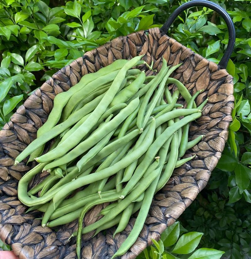 Bush Beans