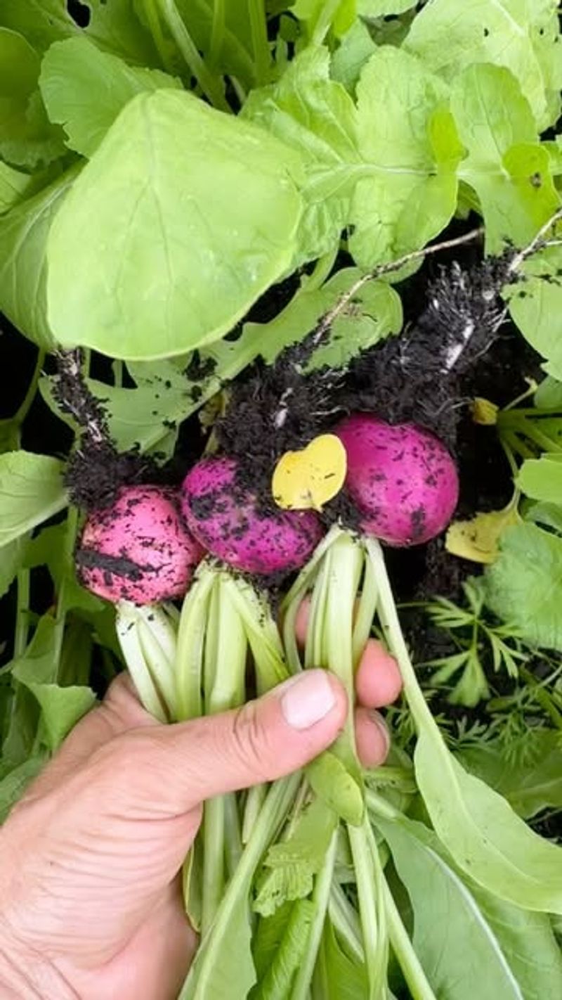 Radishes & Eggplant