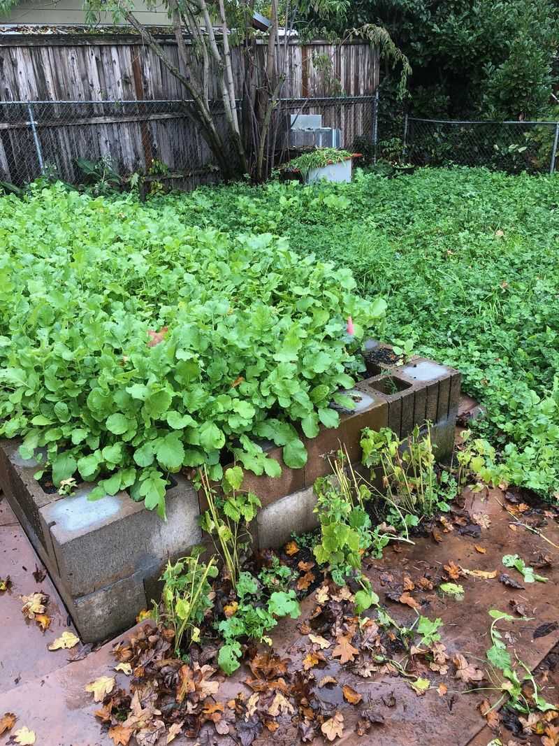 Radishes and Hyssop