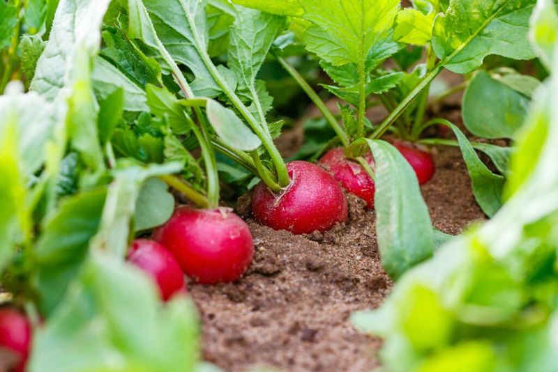 Radishes