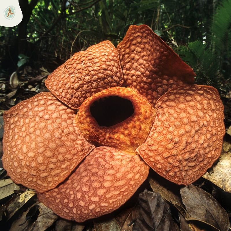 Rafflesia