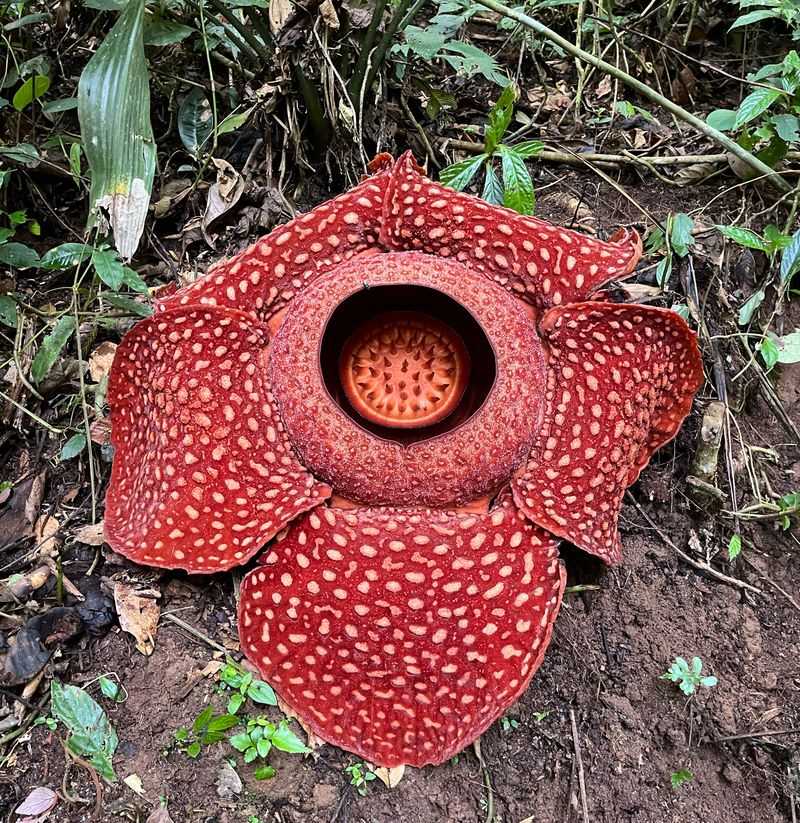 Rafflesia Arnoldii