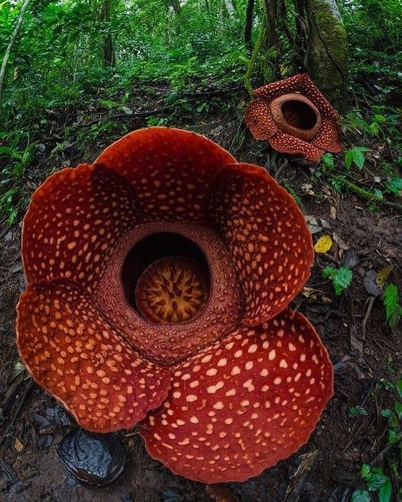 Rafflesia