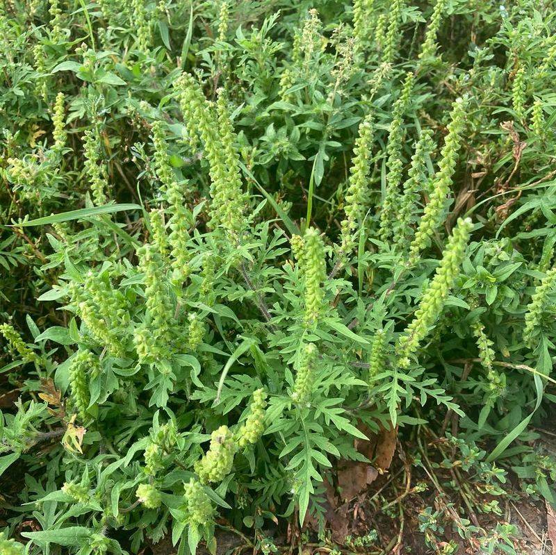 Ragweed