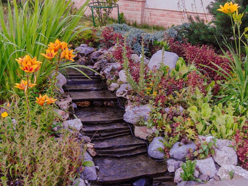 Rain Garden with Native Plants