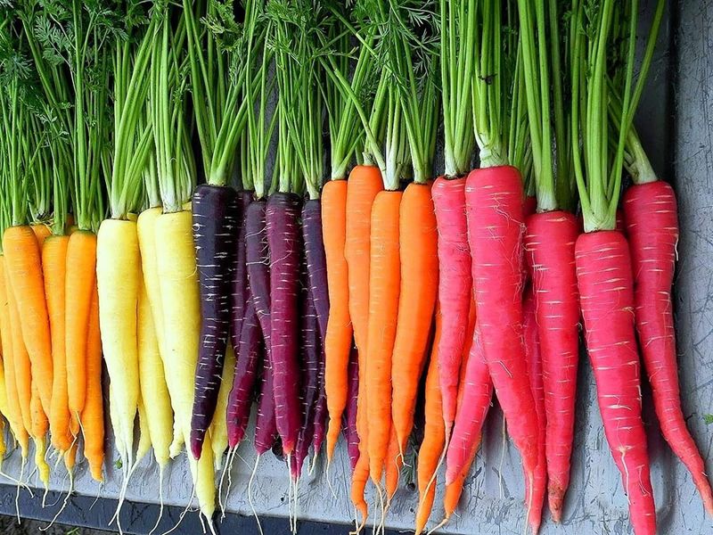 Rainbow Carrot