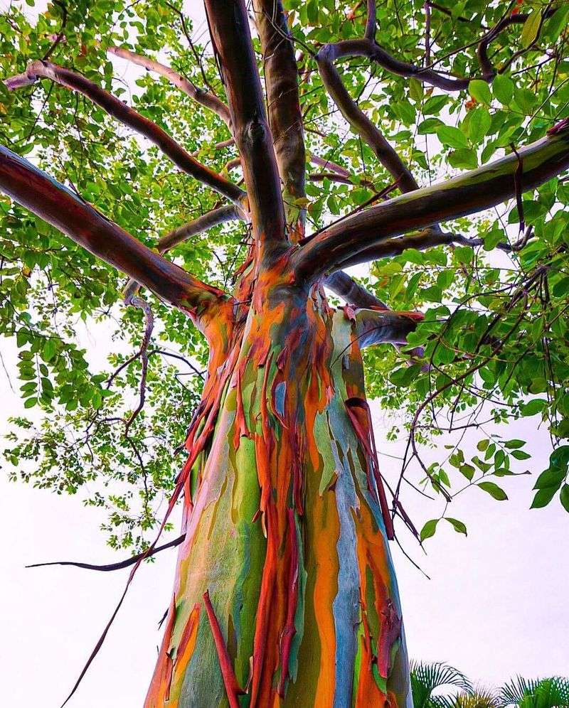 Rainbow Eucalyptus