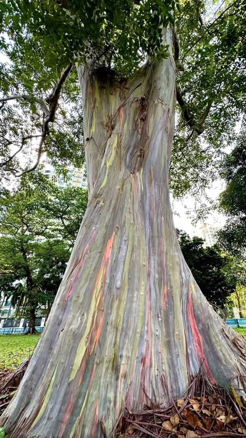 Rainbow Eucalyptus