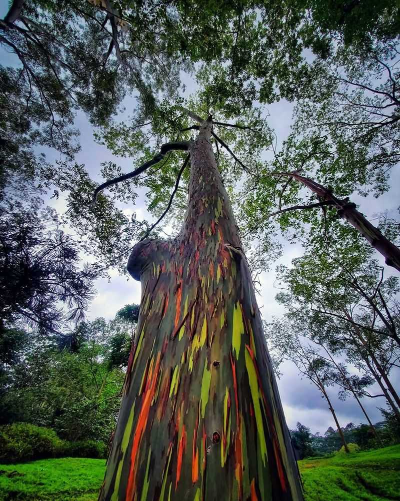 Rainbow Eucalyptus