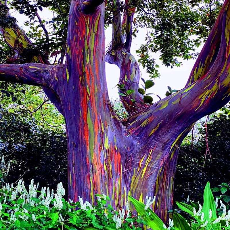 Rainbow Eucalyptus