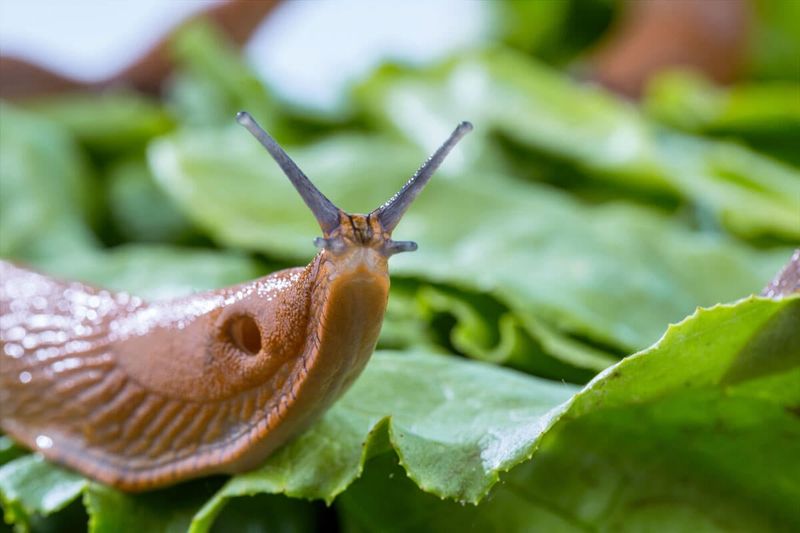 Slug Deterrents