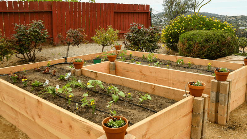 Raised Beds