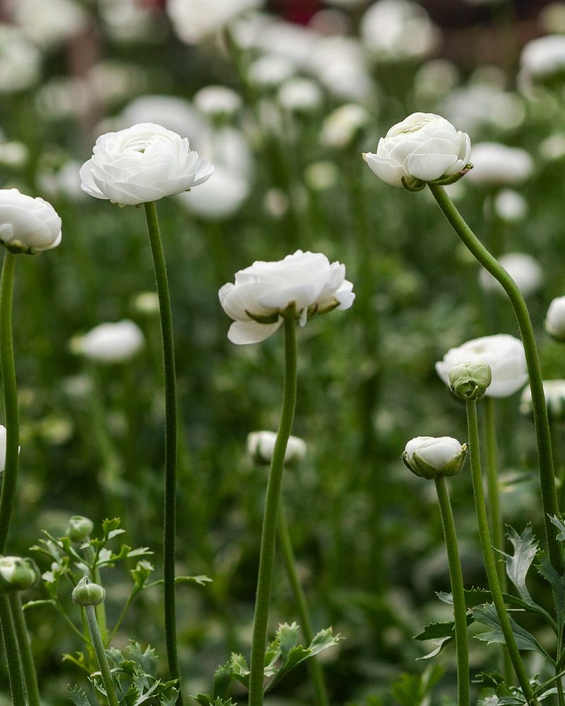 Ranunculus