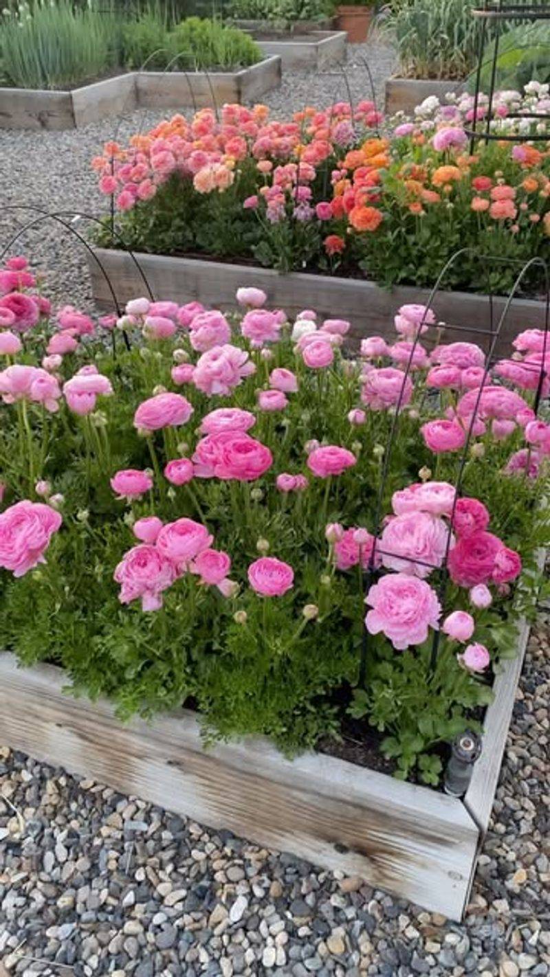 Ranunculus