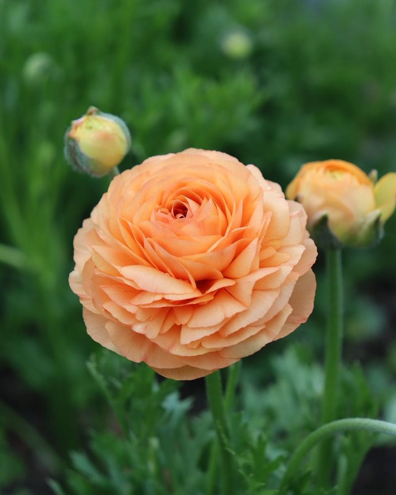 Ranunculus