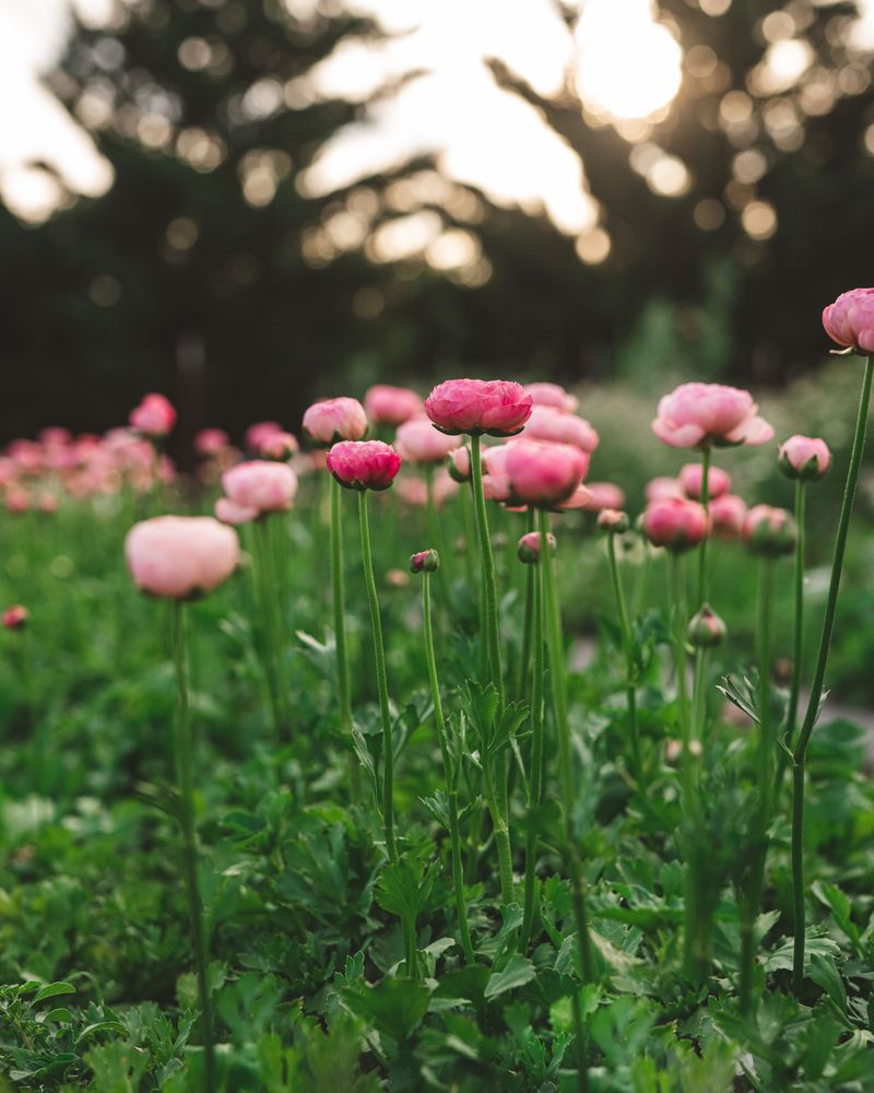 Ranunculus