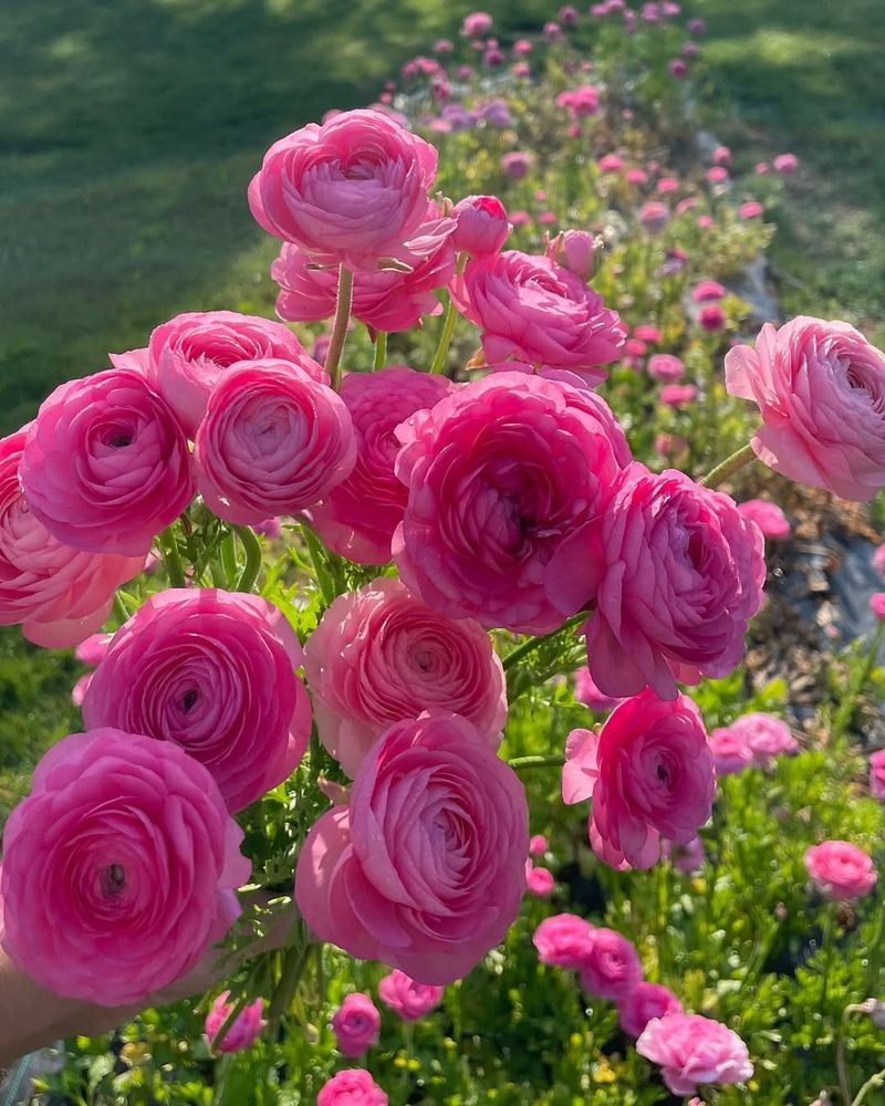 Ranunculus