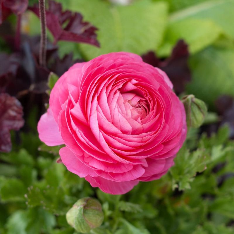 Ranunculus