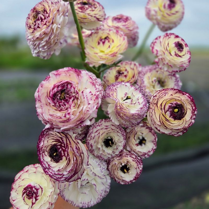 Ranunculus