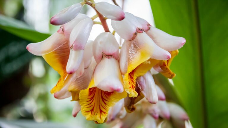 Orchid flower, rare species