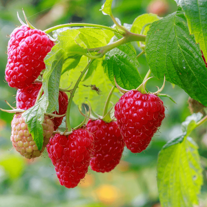 Raspberries