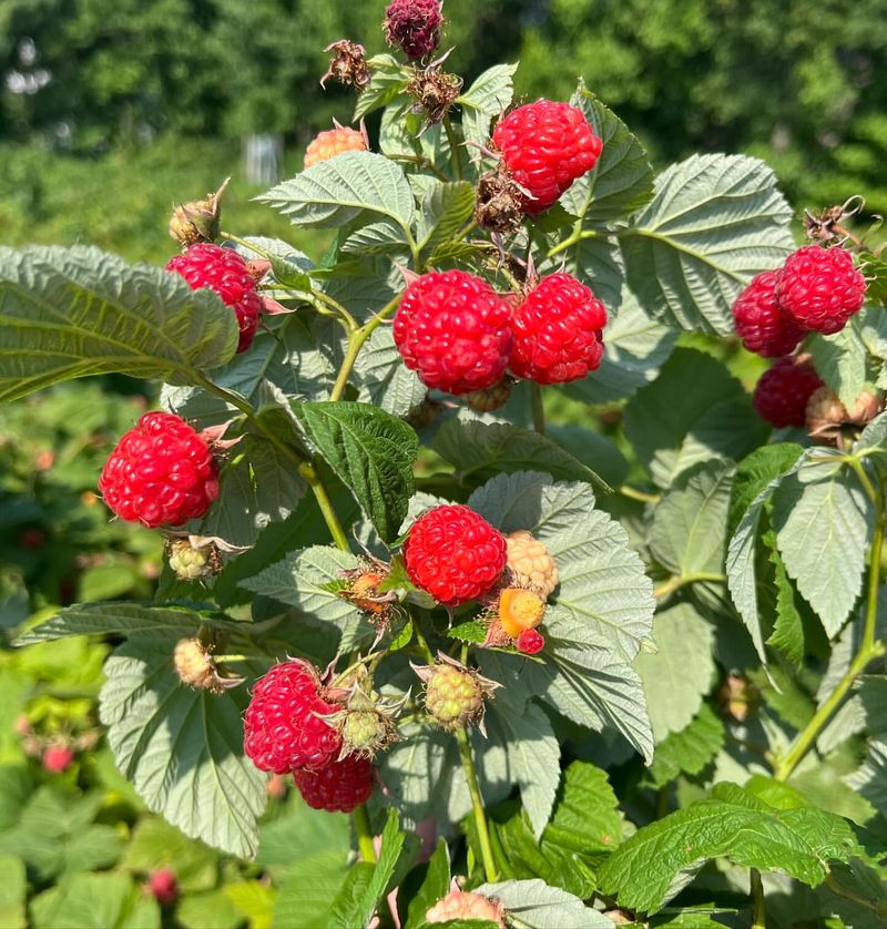 Raspberry Bush