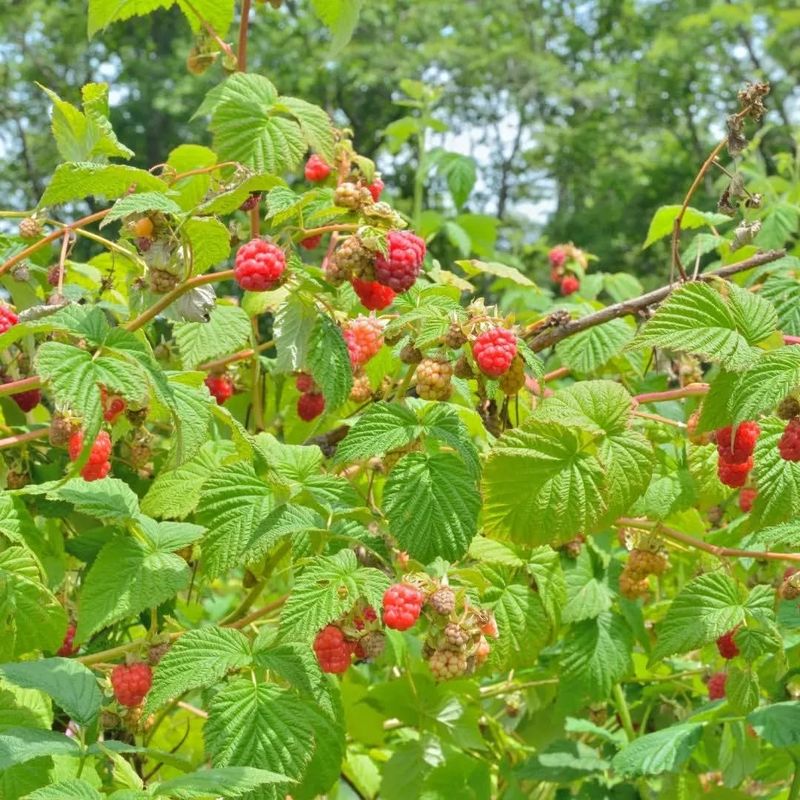 Raspberry Canes