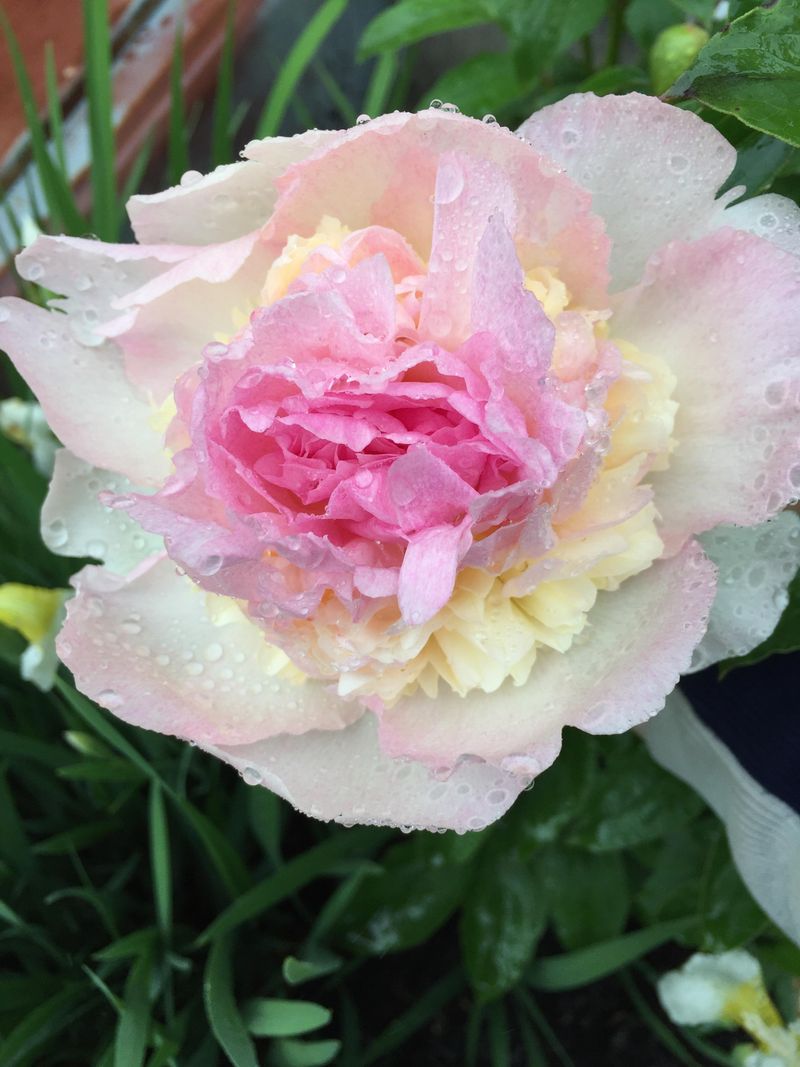 Raspberry Sundae Peony